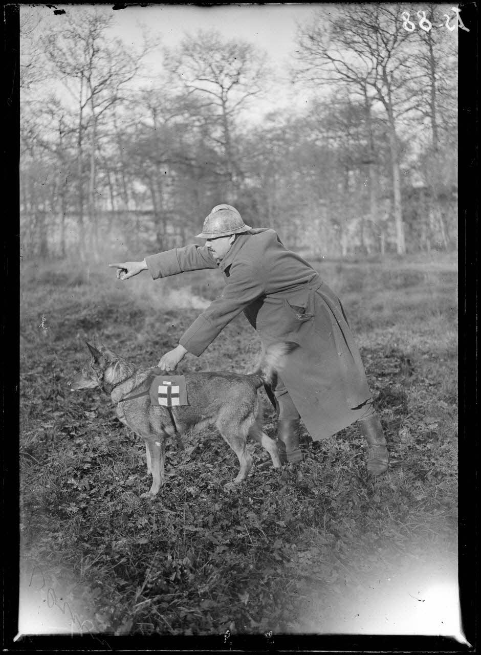 Maison-Lafitte, la société nationale du chien sanitaire et de guerre. Le brancardier lance le chien dans l'endroit à reconnaître. [légende d'origine]