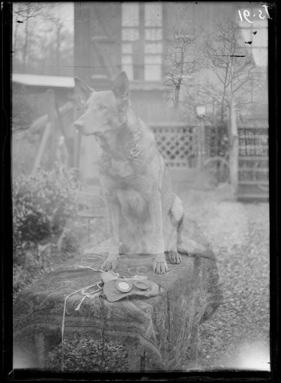 Maison-Lafitte, la société nationale du chien sanitaire et de guerre. Le chien "Rolf". [légende d'origine]