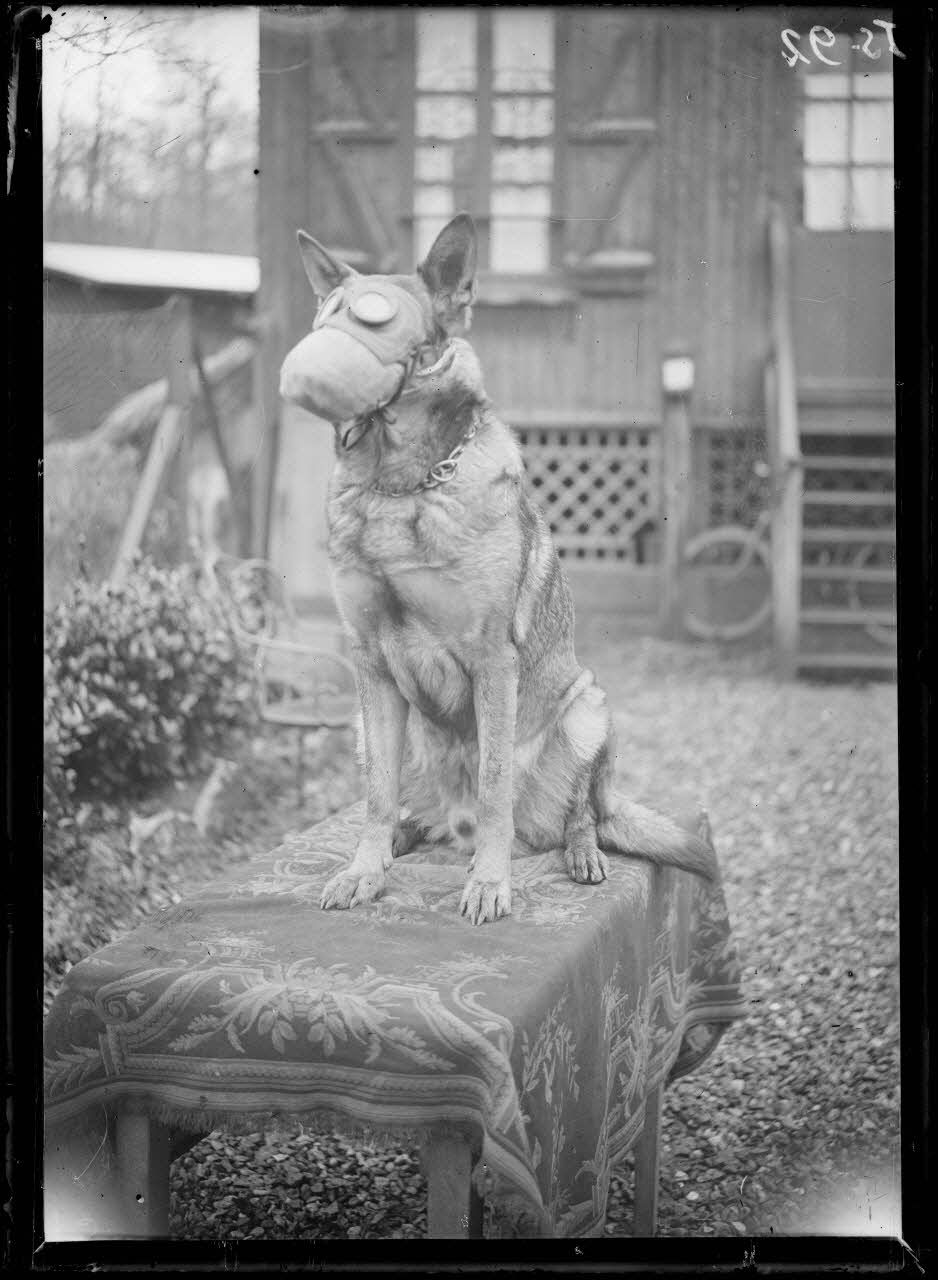 Maison-Lafitte, la société nationale du chien sanitaire et de guerre. Le chien "Rolf" avec son masque. [légende d'origine]