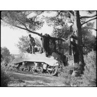 Camouflage d'un char léger Stuart M5A1 du 3e RSAR (régiment de spahis algériens de reconnaissance) dans un cantonnement pendant une manoeuvre du CEF (corps expéditionnaire français).