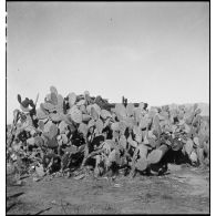 Dans le secteur de Fondouk el-Okbri, un automoteur M3 GMC, canon de 75 mm monté sur châssis d'half-track M3 d'un bataillon de chasseurs de chars de la 1re DB (division blindée) du 2e CA (corps d'armée) américain est camouflé au milieu de cactus.