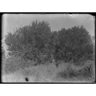 Campo, plantation de Hypono. Allée de mandariniers. [légende d'origine]