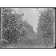 Plantation de Dipikar. Allée de cacaoyer. [légende d'origine]