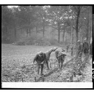 Dans un bois des sapeurs du génie de la 3e armée travaillent à la construction d'une voie carrossable et à l'édification de fortifications de campagne ; les sapeurs creusent.