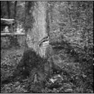 En forêt plan moyen de pains d'hexolite placés sur un tronc d'arbre pour un exercice de mise en oeuvre d'abattis.