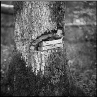 En forêt plan moyen de pains d'hexolite placés sur un tronc d'arbre pour un exercice de mise en oeuvre d'abattis.