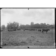 Chatou. Le parc des chemins de fer. [légende d'origine]