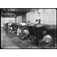 Parc de l'usine de produits chimiques de Croissy. La traite des vaches. [légende d'origine]