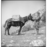 Chargement de caisses de munitions d'un canon de 75 mm sur le dos d'un mulet.