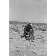 Un caporal allemand (Gefreiter) camoufle une mine antichar (Tellermine 35) sous des branchages provenant d'un arbuste.