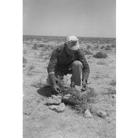 Un caporal allemand (Gefreiter) camoufle une mine antichar (Tellermine 35) sous des branchages provenant d'un arbuste.