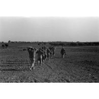 Combats sur le sol tunisien entre les unités allemandes et les forces américaines.