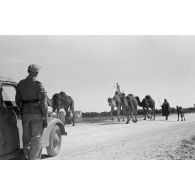 Des dromadaires progressent sur la route, le chauffeur d'une voiture de la 6e compagnie de propagande allemande observe la scène.