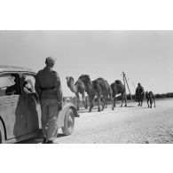 Des dromadaires progressent sur la route, le chauffeur d'une voiture de la 6e compagnie de propagande allemande observe la scène.