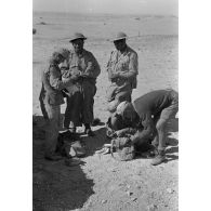 Des prisonniers sont fouillés par des soldats allemands près d'un chasseur de char Panzerjäger (Pz-jaeger-I).