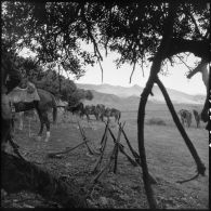 Exercice du 31e Groupe Vétérinaire (GV) sur les bords de l'Oued Chelif près de Mostaganem.