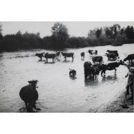 1249. Pogny. La Marne. 20 septembre 1917. [légende d'origine]