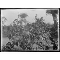 Maroua. Grappe de ricin. [légende d'origine]