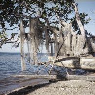 Paysage littoral de Tahiti : des filets de pêche sèchent aux branches d'un arbre au-dessus d'une pirogue à balancier sur le rivage.