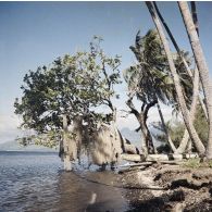 Paysage littoral de Tahiti : des filets de pêche sèchent aux branches d'un arbre au-dessus d'une pirogue à balancier sur le rivage.