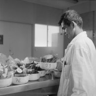 Portrait d'un laborantin participant au contrôle de la contamination d'éléments nutritifs au centre de contrôle biologique du centre technique (CT) de Mahina (Tahiti). Echantillons d'aliments prélevés.