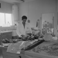 Portrait d'un laborantin participant au contrôle de la contamination d'éléments nutritifs au centre de contrôle biologique du centre technique (CT) de Mahina (Tahiti). Echantillons d'aliments prélevés.