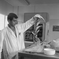 Portrait d'un laborantin participant au contrôle de la contamination d'éléments nutritifs au centre de contrôle biologique du centre technique (CT) de Mahina (Tahiti). Prélèvement de poissons.