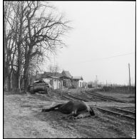 Cadavre de cheval près des bâtiments de la gare à Keintzheim.