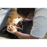 Une infirmière de la clinique vétérinaire du 132e BCAT (bataillon cynophile de l'armée de Terre) effectue un détartrage sur un chien anesthésié.