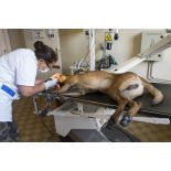 Une infirmière de la clinique vétérinaire du 132e BCAT (bataillon cynophile de l'armée de Terre) effectue un détartrage sur un chien anesthésié.