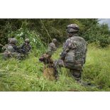 Dans le cadre d'un entraînement opérationnel, un maître-chien et son animal appuient un groupe d'infanterie du 132e BCAT (bataillon cynophile de l'armée de Terre) qui progresse pour reconnaître un bâtiment suspect.