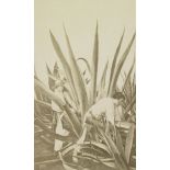 [Photographie d'après une peinture naïve représentant la coupe des agaves au Mexique].