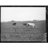 Près de Besançon, jeune paysanne gardant ses vaches [légende d'origine]
