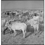 Un troupeau de boeufs kouri au Niger.