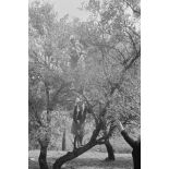 Sur la route vers Kastamoniza, des femmes récoltent des olives.