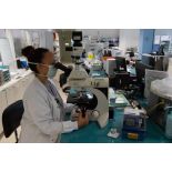 Un laborantin mène une analyse au moyen d'un microscope au sein du laboratoire bactério-parasito-mycologie de l'HIA Bégin.