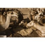 [Algérie, 1958-1961. Dromadaires d'un peloton méhariste mangeant de l'orge.]