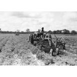 République du Sénégal, Sefa, 1954. Culture mécanisée de l'arachide. Endainage de l'arachide après l'arrachage.