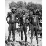 République unie du Cameroun, région de Yagoua, 1949. Jeunes hommes Massa, gardiens de troupeaux. Ils ont la poitrine aspergée de lait.