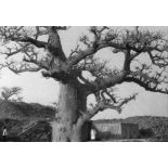 République du Sénégal, 1952. Environs de Dakar. Baobabs.