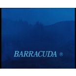 Barracuda.