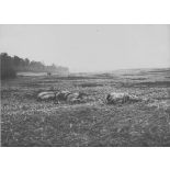 V2671 / 31. Bois d'Aquennes (Somme) avec Villiers Bretonneux à l'horizon.