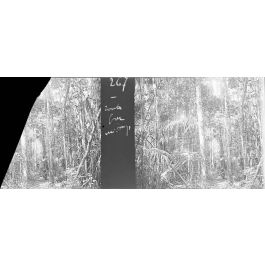 ImagesDéfense Forêt de Midongy. 267. Route dans la forêt. [légende d