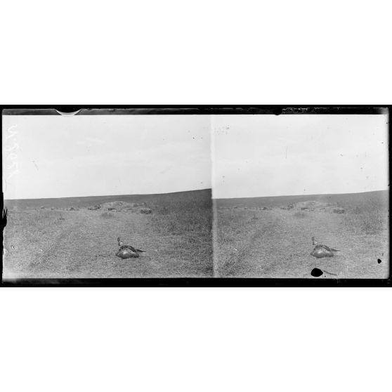 Attaque du 18 juillet 1918. Près de Chaudun (Aisne), cadavre d'un artilleur allemand devant un emplacement de batterie. [légende d'origine]