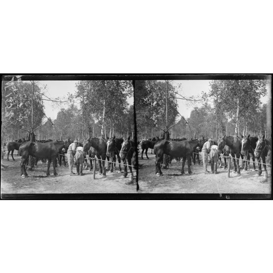Près Bouy (Marne). Camp de l'Ermitage. Echelon d'artillerie, scènes diverses de cantonnement (18-6-17). [légende d'origine]