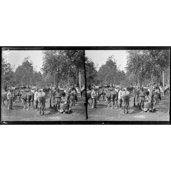 Près Bouy (Marne). Camp de l'Ermitage. Echelon d'artillerie, scènes diverses de cantonnement. Pansage des chevaux (18-6-17). [légende d'origine]