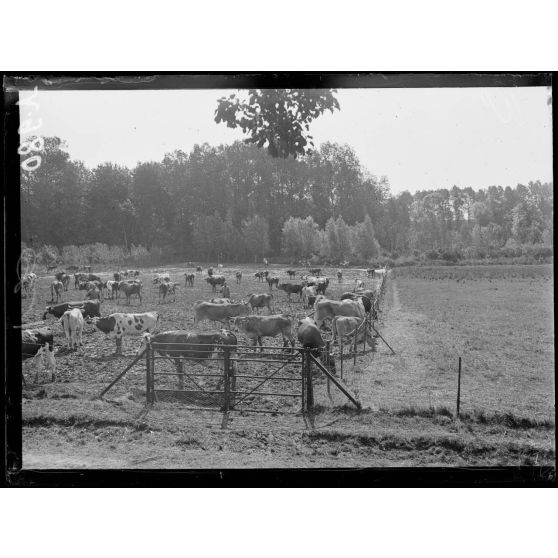 Breteuil. Oise. Parc à bétail. [légende d'origine]