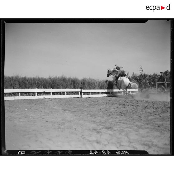 Un cheval et son cavalier franchissent un obstacle, lors d'un concours de cheval de selle en Algérie.