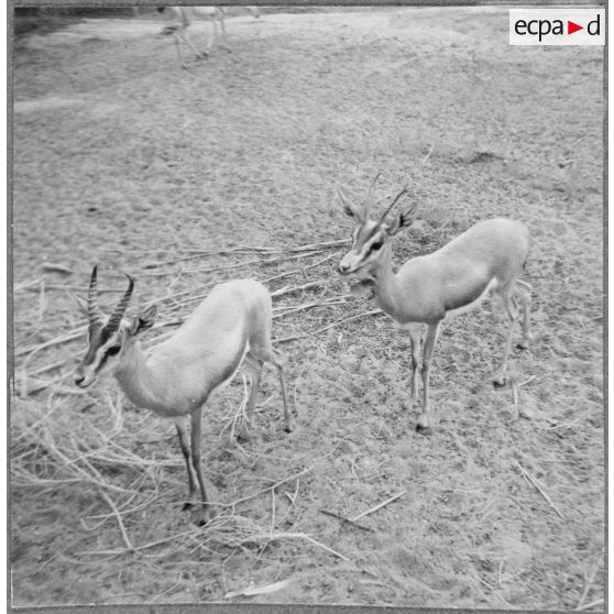 Gazelles. [Description en cours]