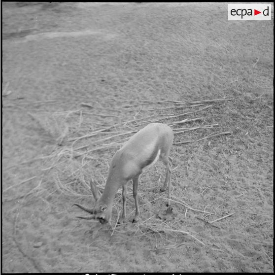 Gazelles. [Description en cours]